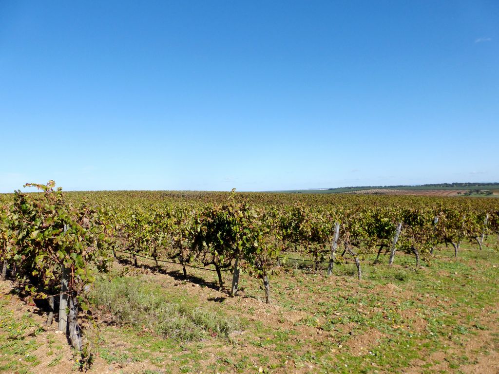 Herdade